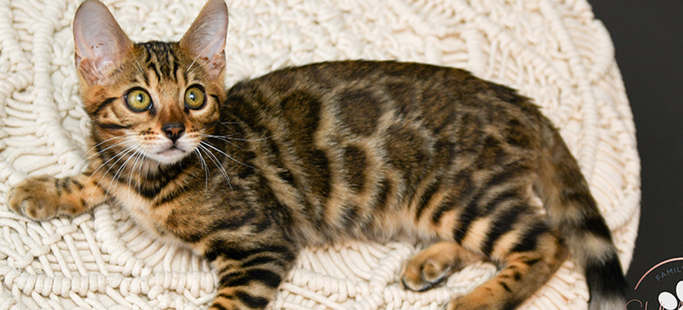 Bengal kitten for sale